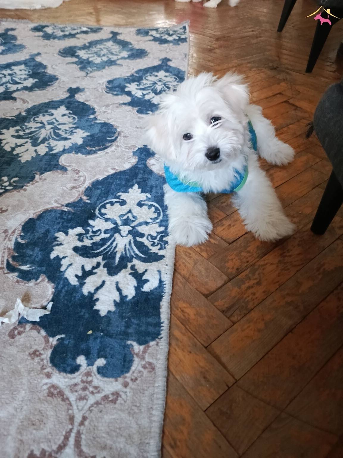 Maltese Terrier Yavrularım