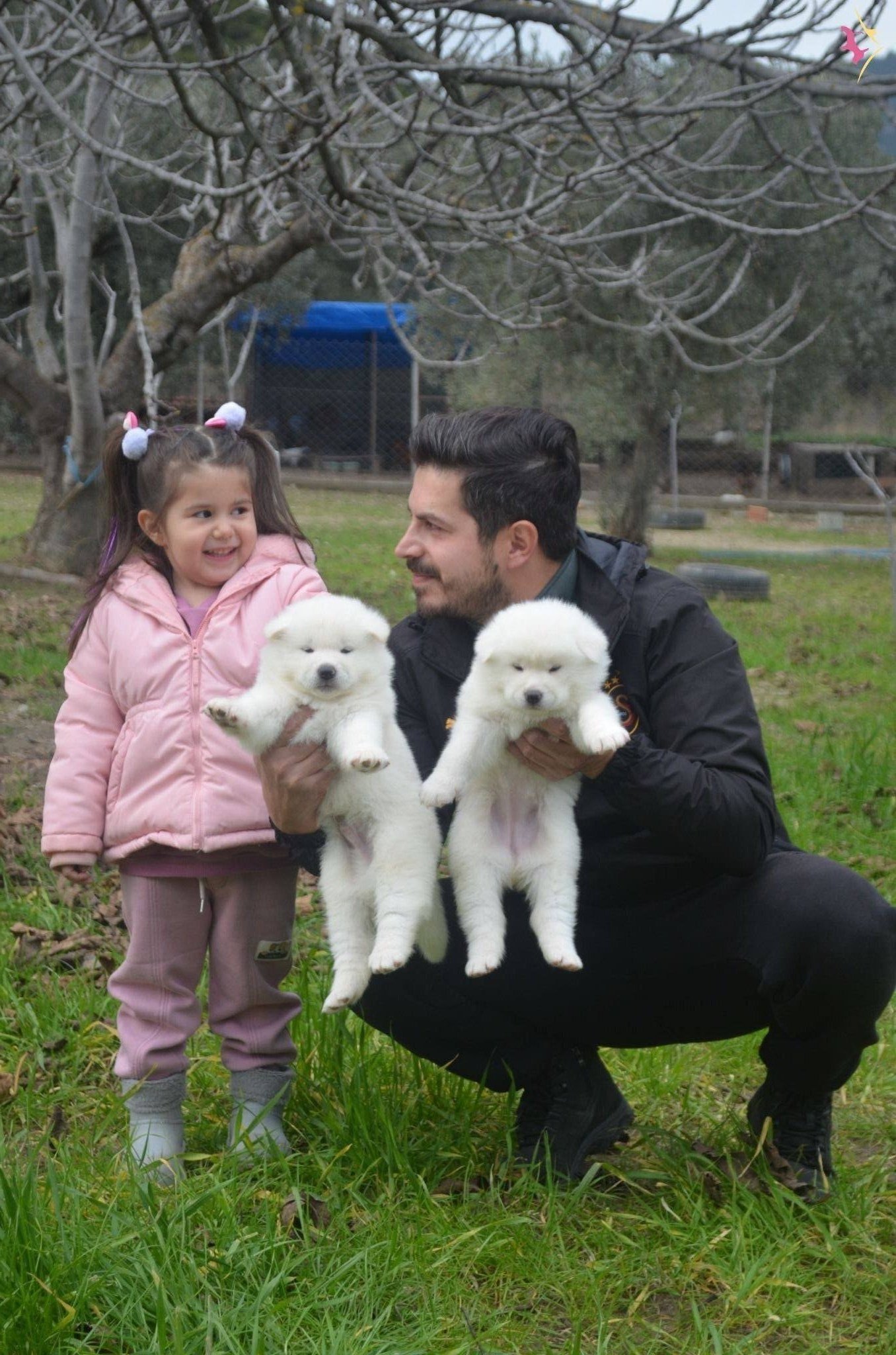 Scr Belgeli Akita Inu Yavrularımız
