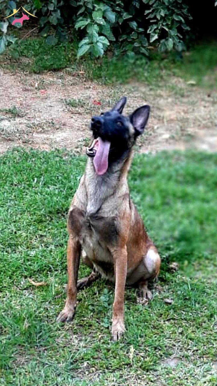 Bursa Malinois Krallığından A Sınıf Yavrular