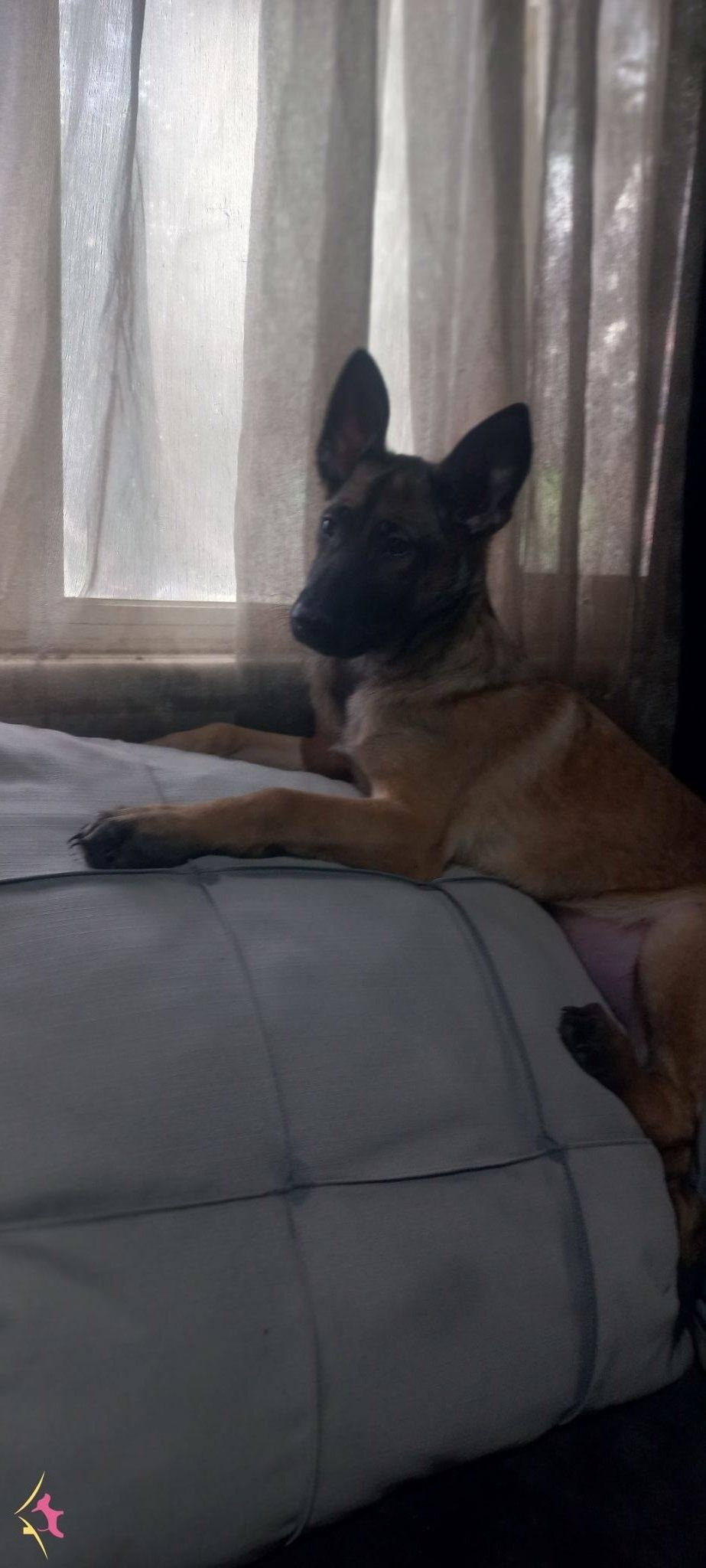 Bursa Malinois Krallığından A Sınıf Yavrular