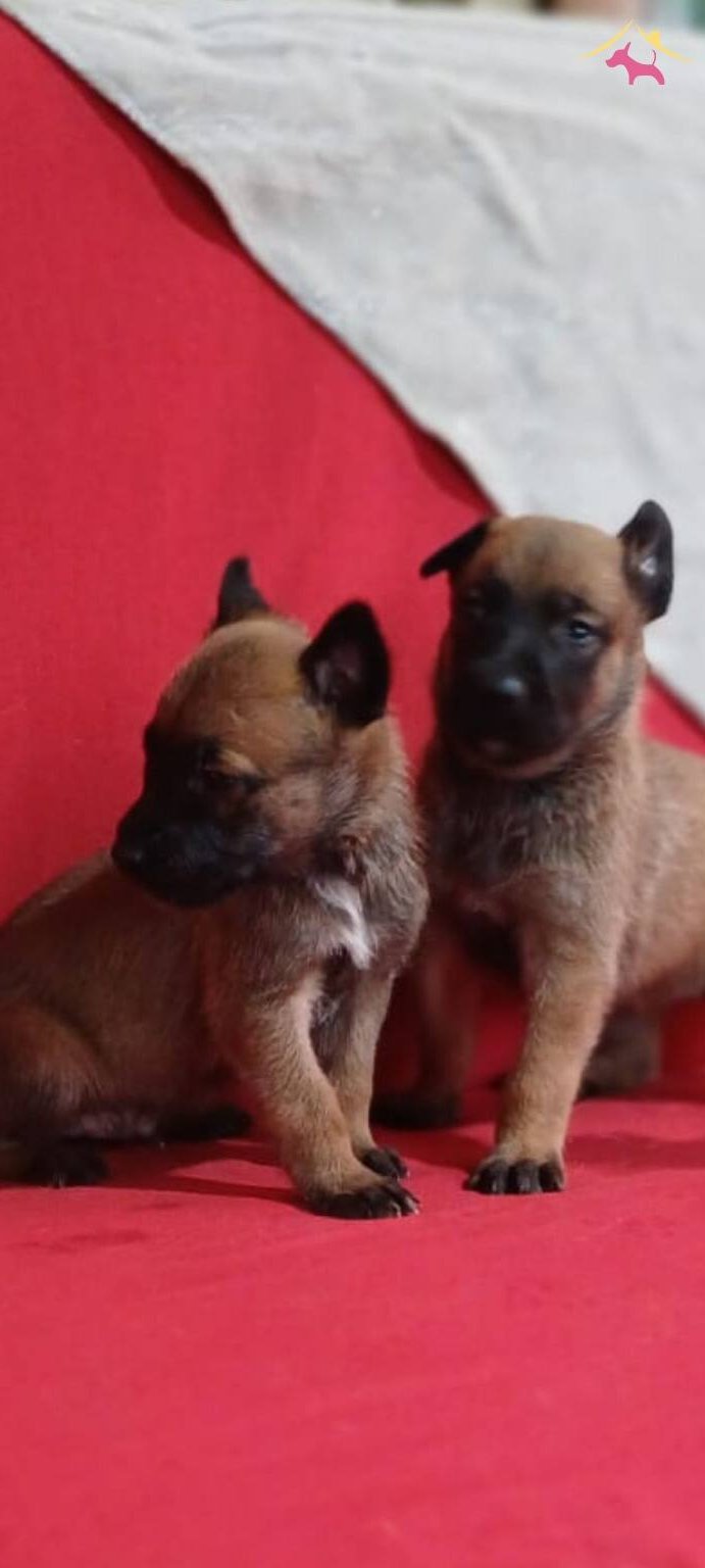 Bursa Malinois Krallığından A Sınıf Yavrular