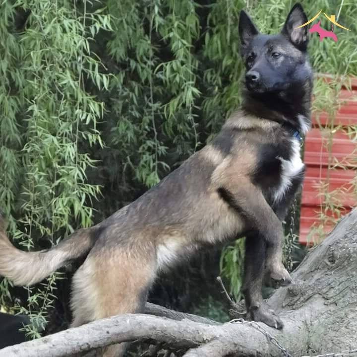 Bursa Malinois Krallığından A Sınıf Yavrular