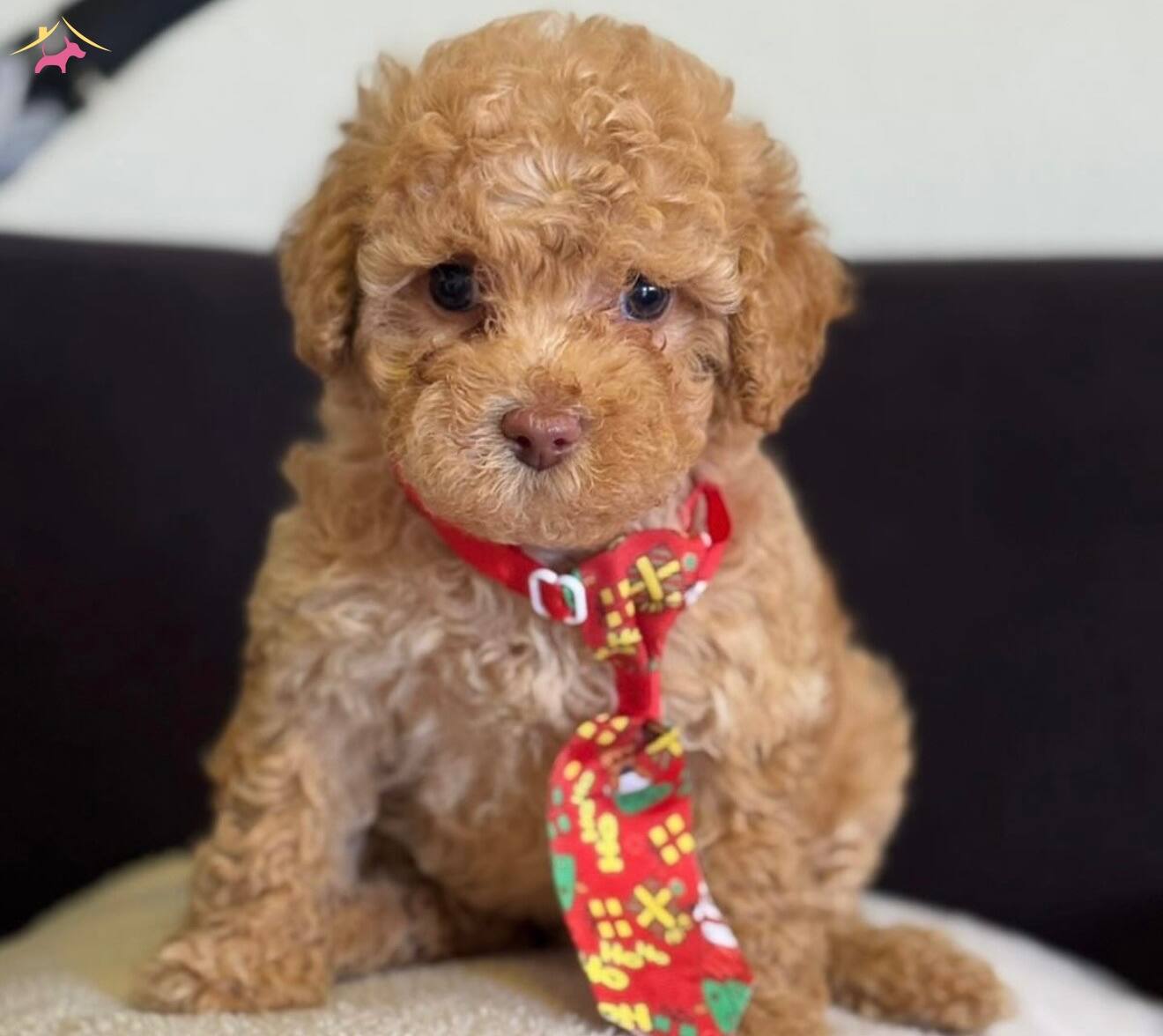 Masum Bakisli Maltipoo Yavrusu