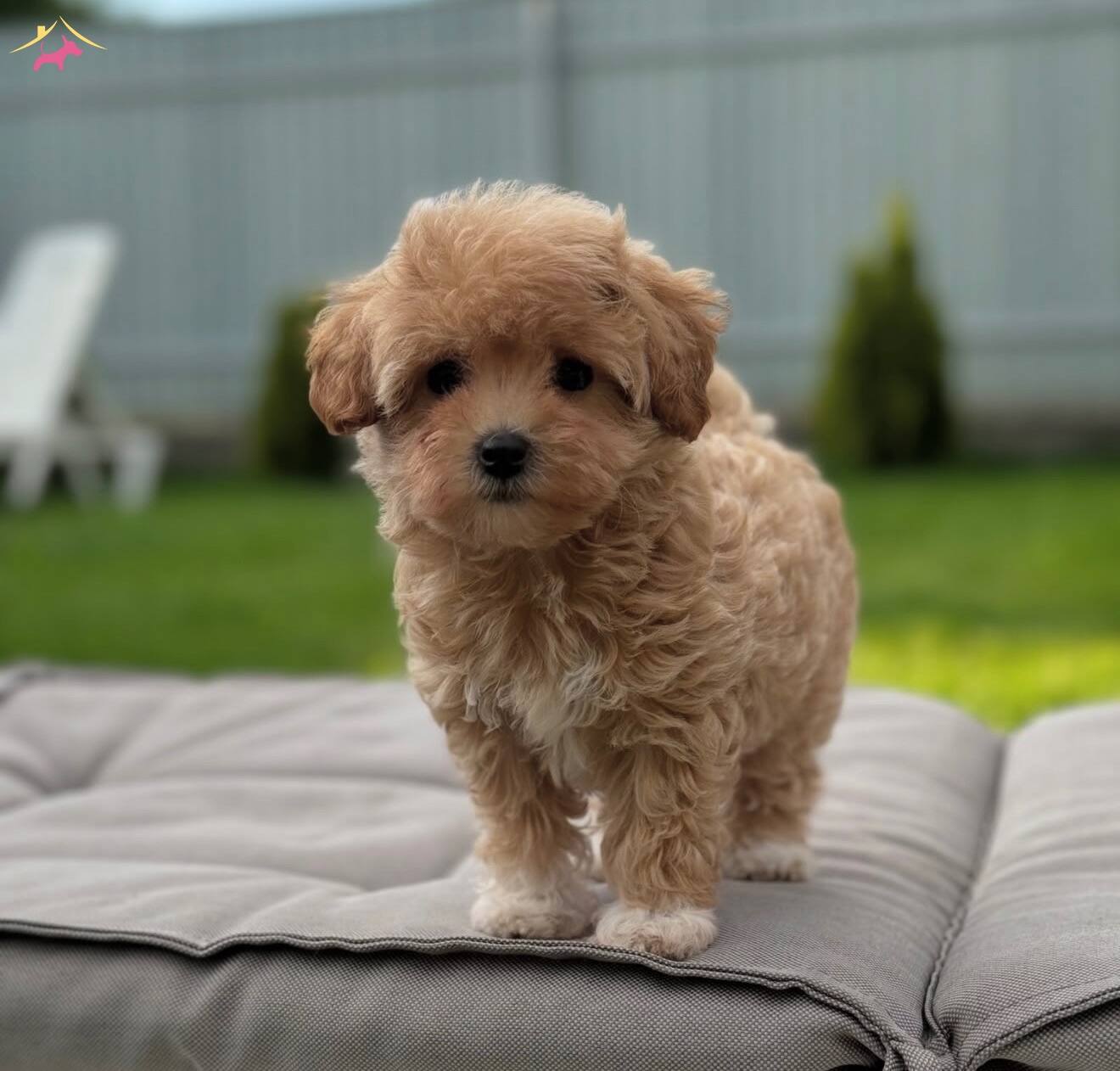Kore Suratli Maltipoo bebeğimiz
