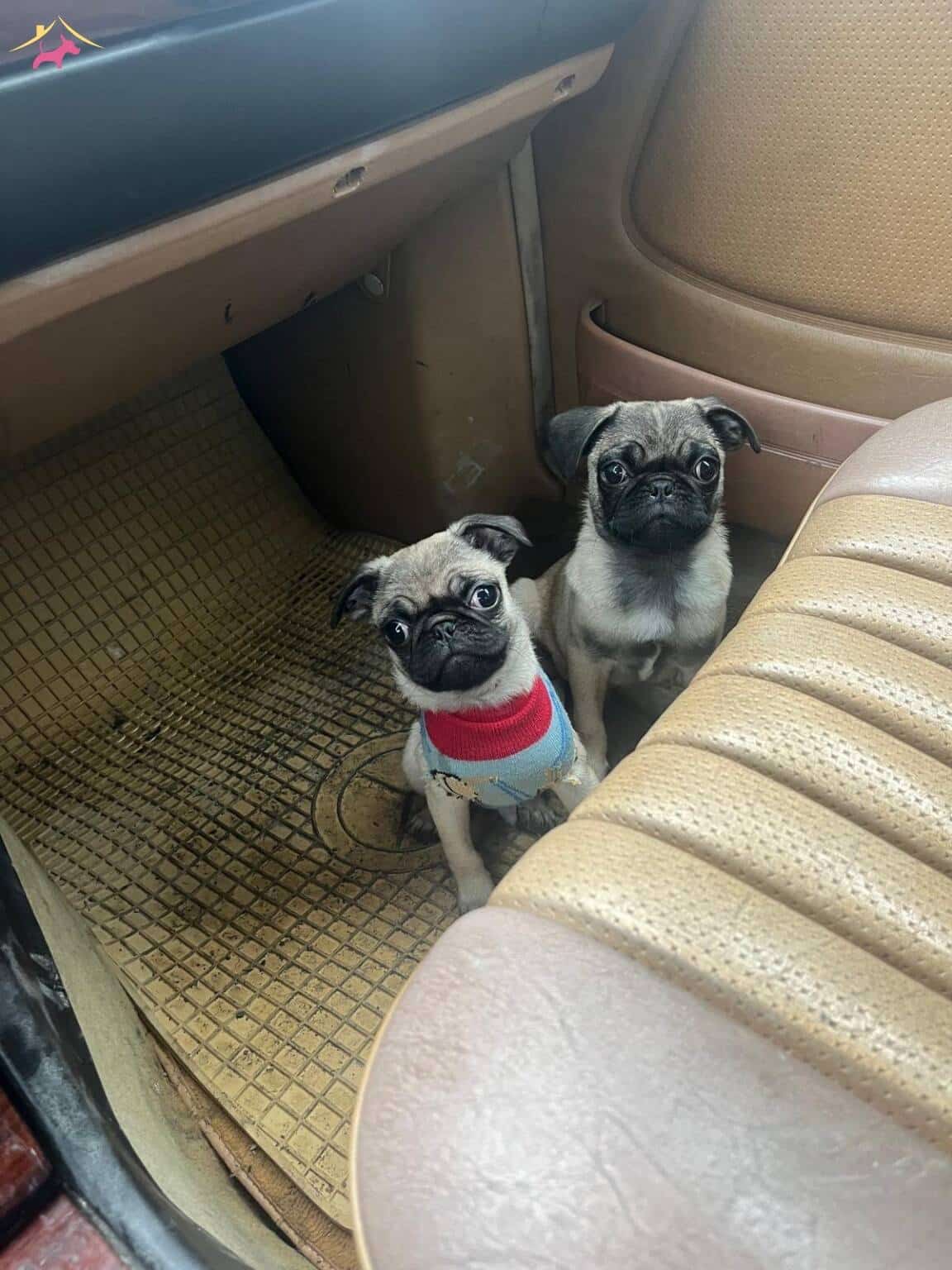 2 Aylık Pug Yavrularımız