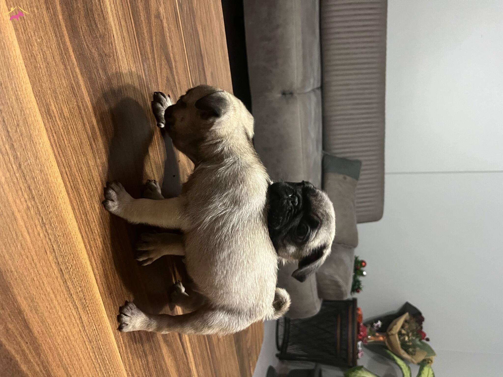 2 Aylık Pug Yavrularımız