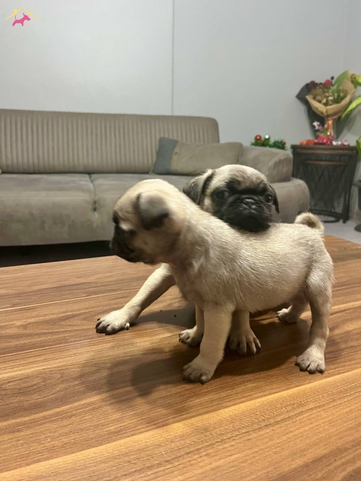 2 Aylık Pug Yavrularımız