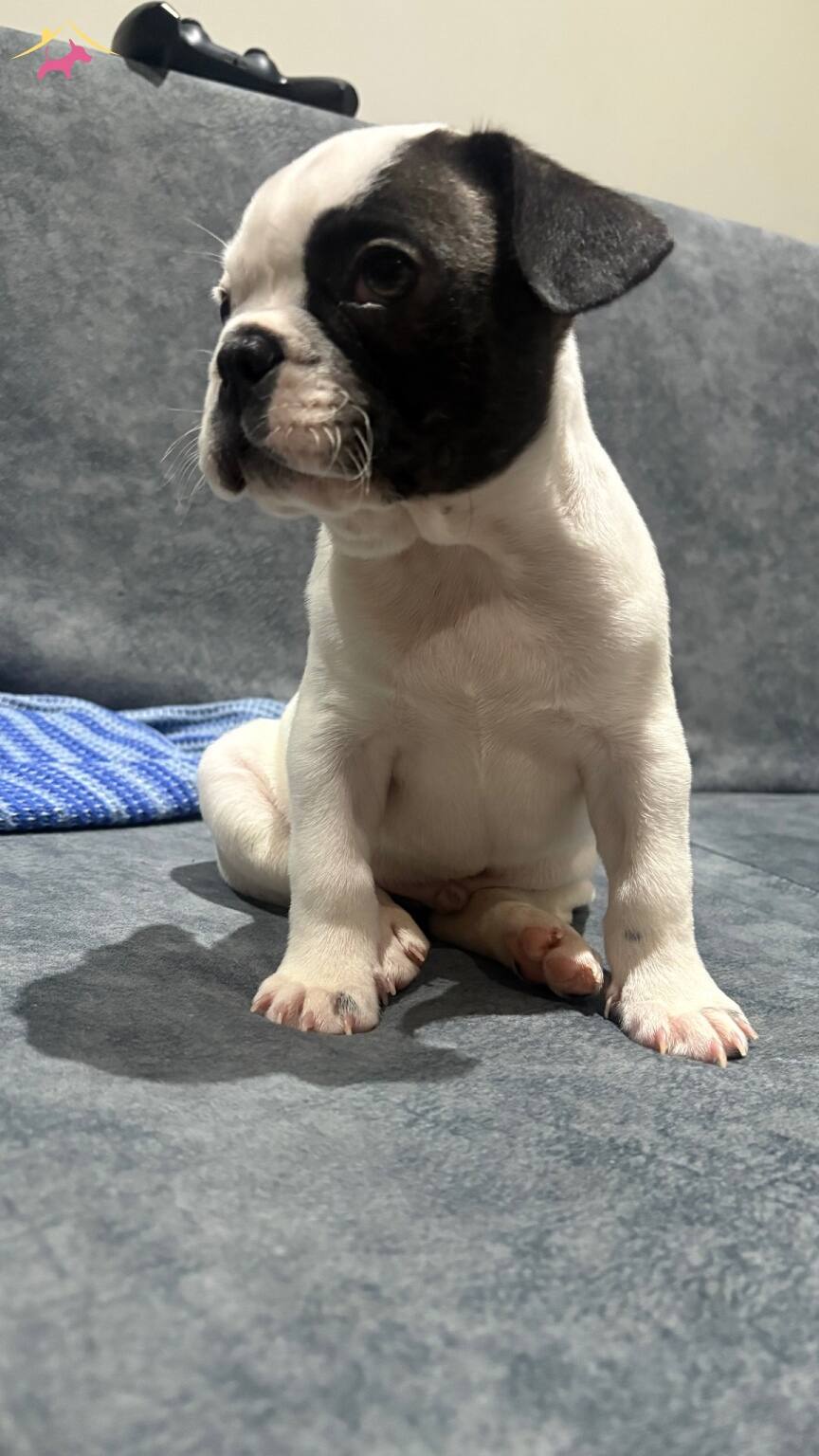 French Bulldog Sahiplendirme