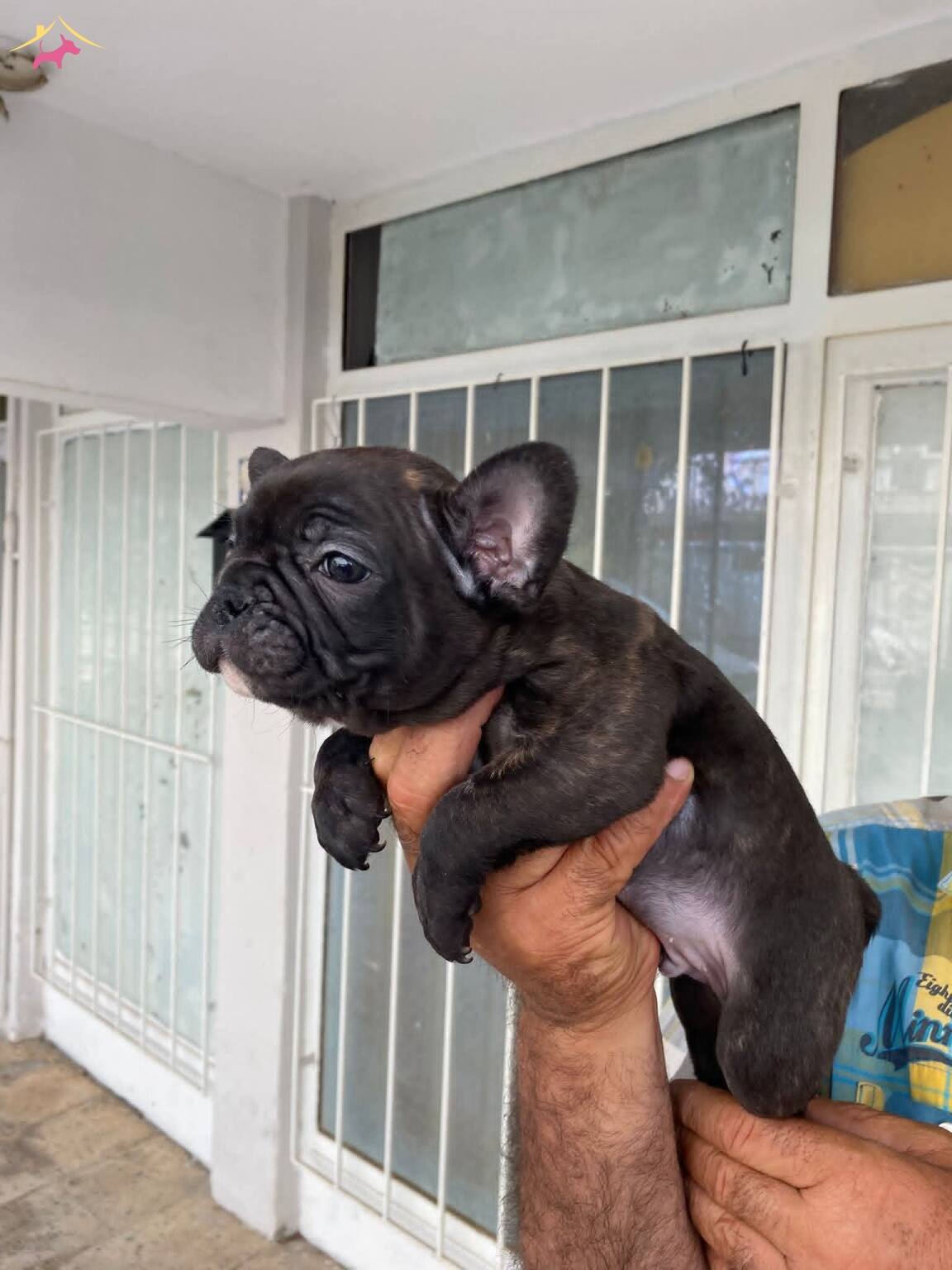 Siyah Frenchb Bulldog Erkek