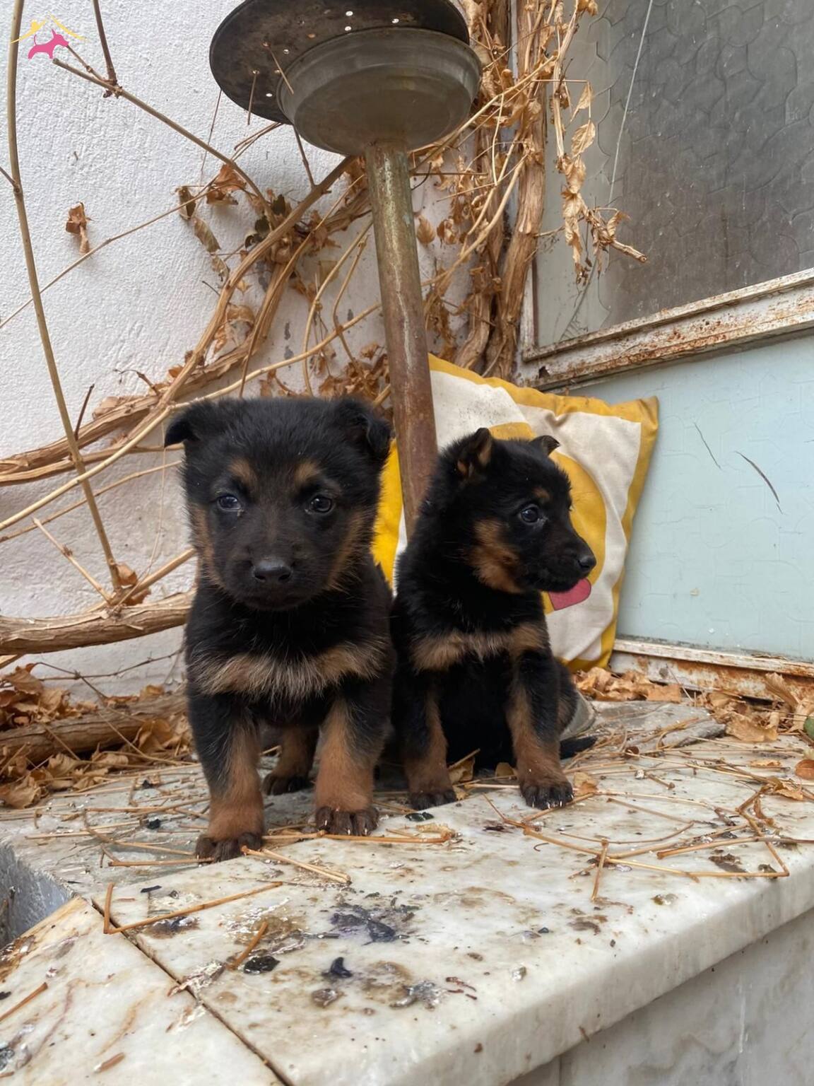 A Kalite Dusuk Bel Alman Kurdu Yavrularımız