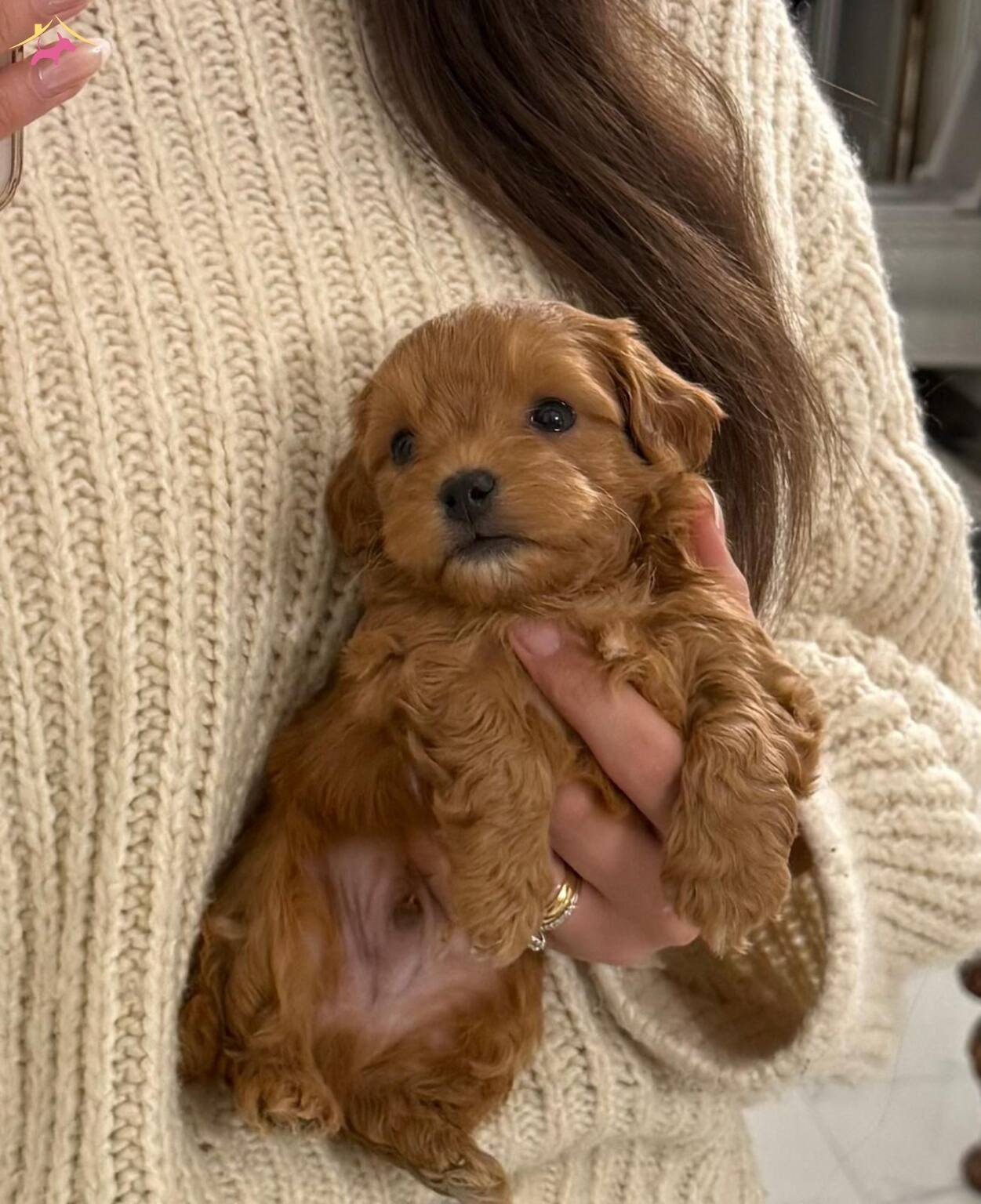 Mini Boy Maltipoo Bebeklerimiz