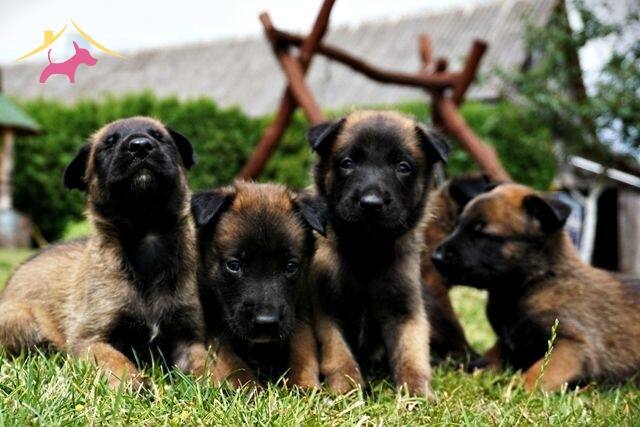 Büyüleyici Belçika Malinois Yavrular