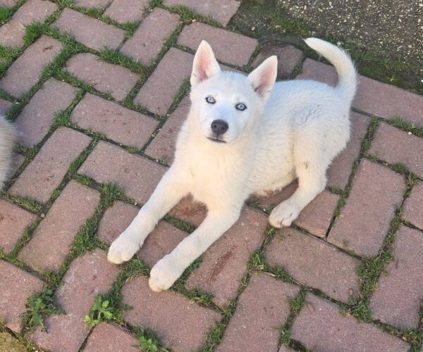 Beyaz Renk Dişi Ve Erkek Yavru Husky
