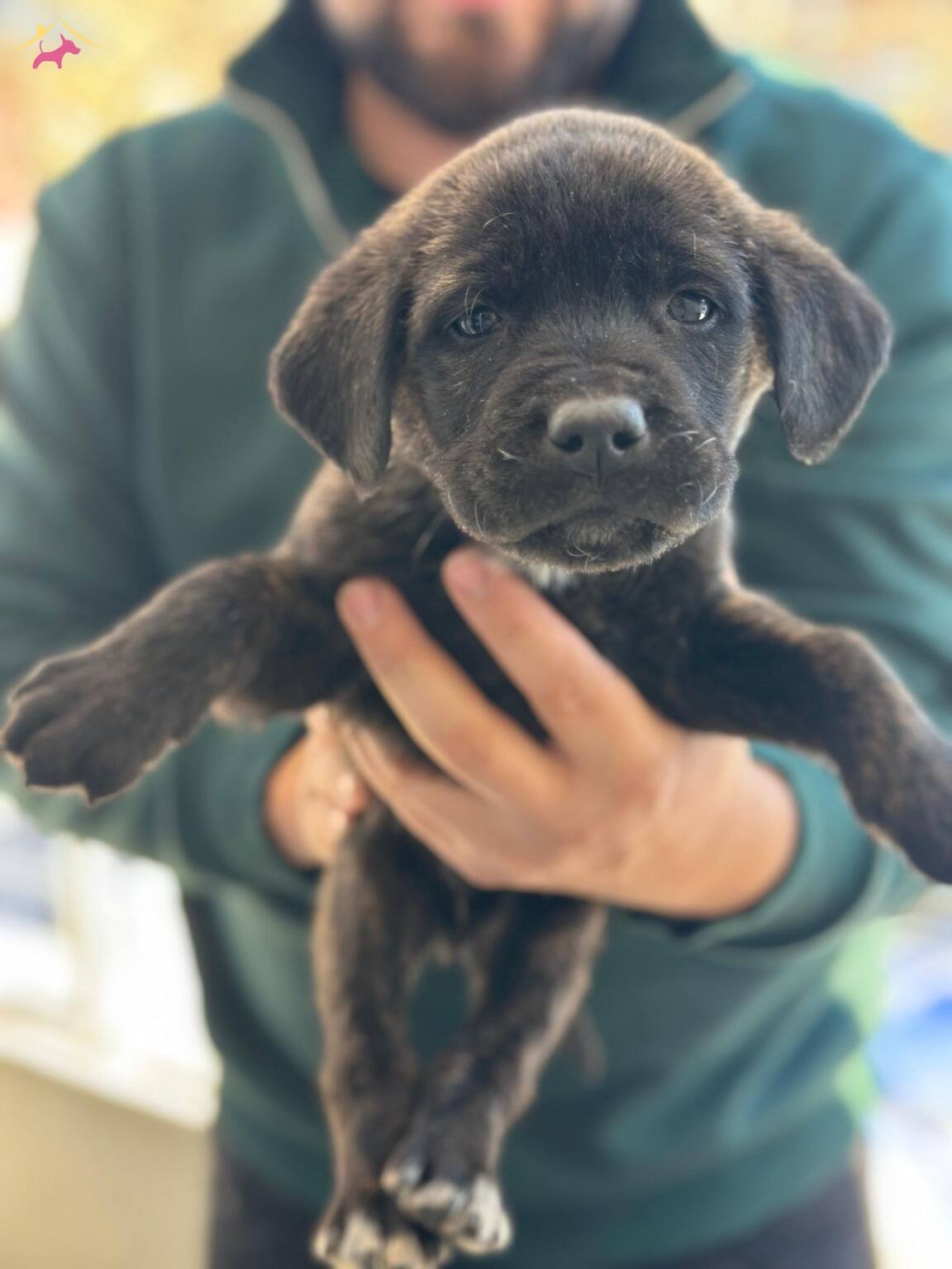 Cane Corso Yavrularımız Sizlerle