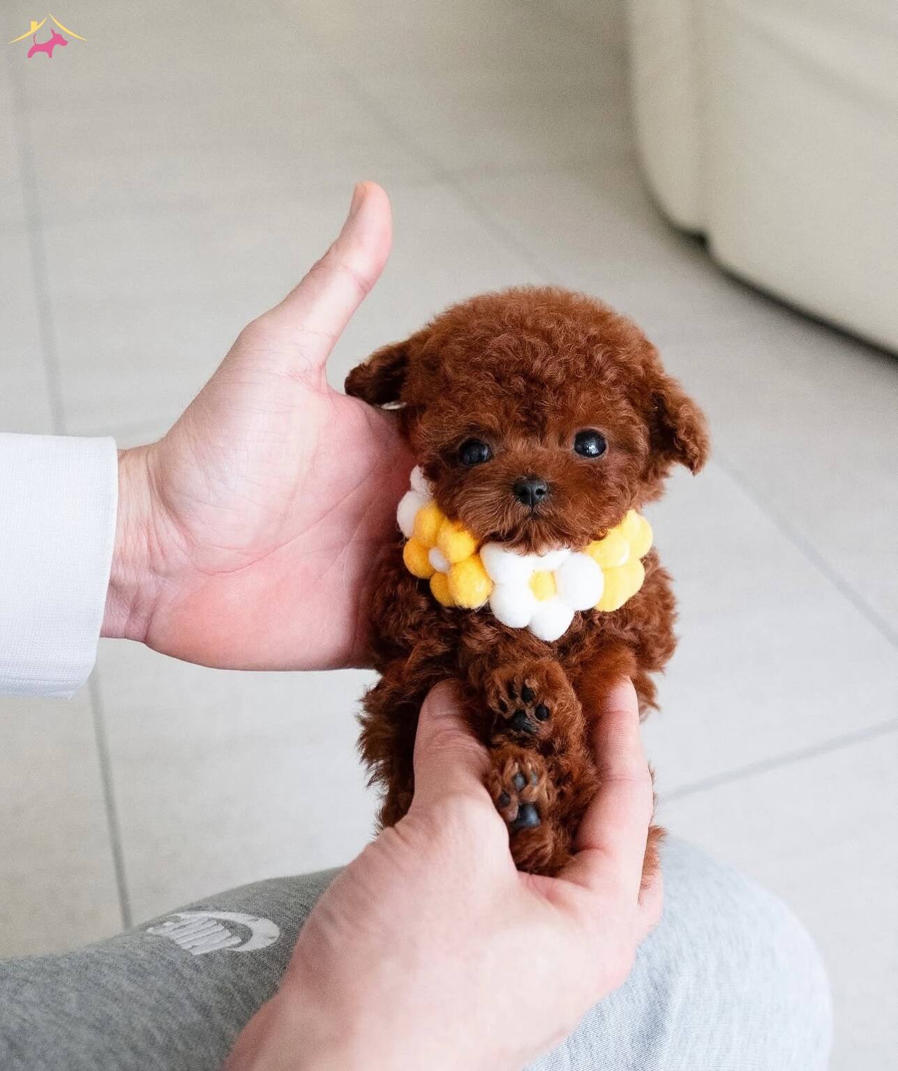 Nadir Guzellikte Safkan Toy Poodle Yavrularımız