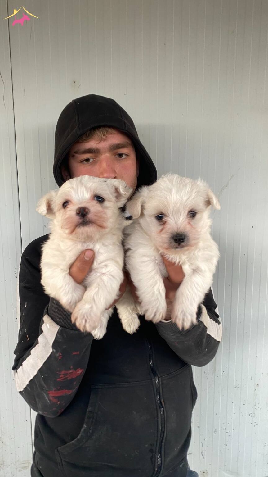 St Kalite Numara Maltese Terrier Yavrularımız