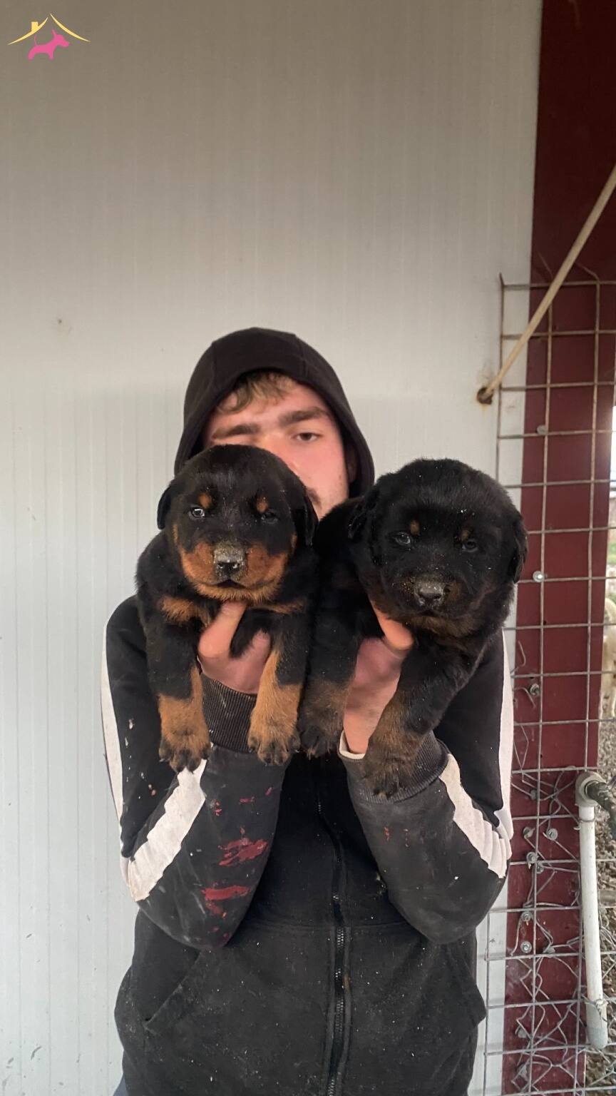 St Kalite Orjinal Rottweiler Yavrularımiz