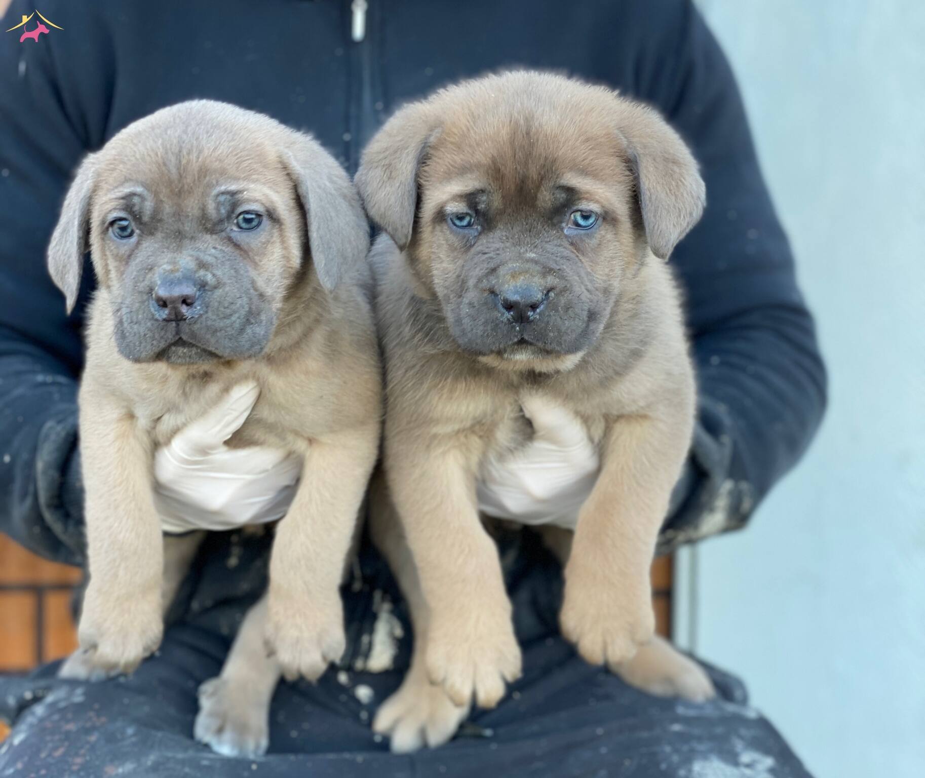 Formentino Cane Corsa Yavruları