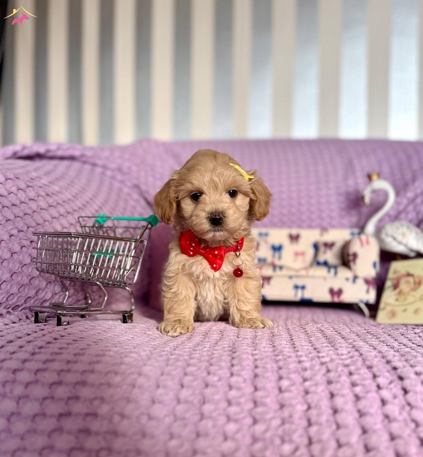 Mini Boy Maltipoo Bebekler