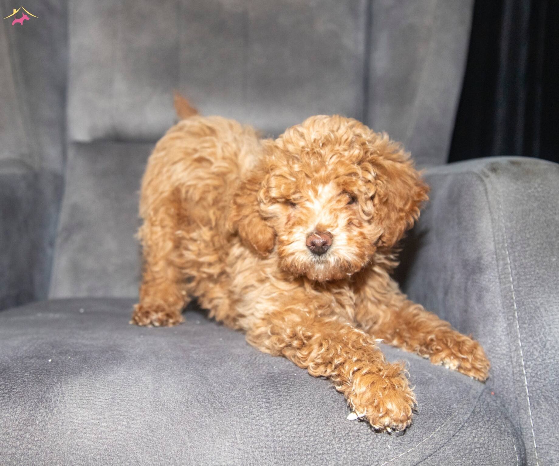 Poodle Güzelli̇ği̇nde Maltipoo Oğlumuzzz