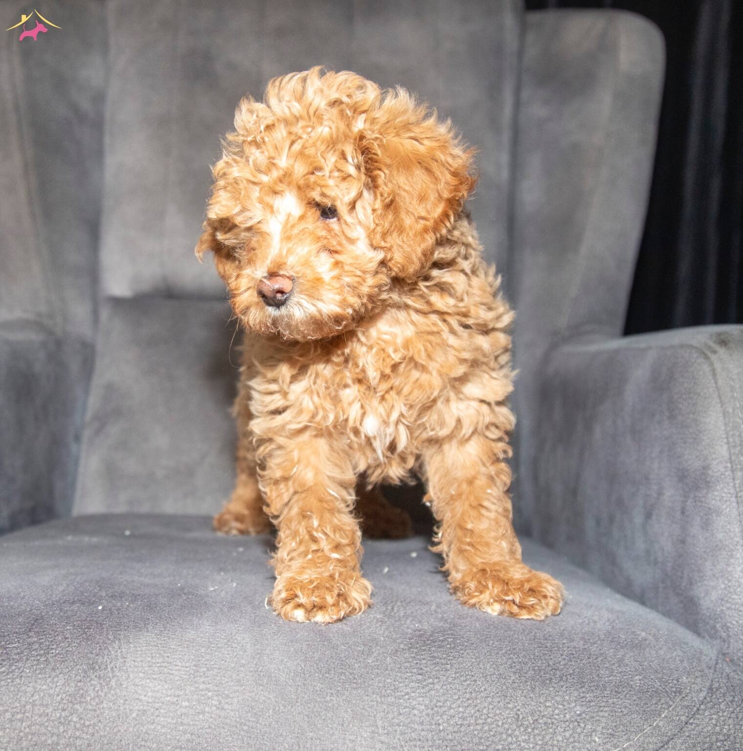 Poodle Güzelli̇ği̇nde Maltipoo Oğlumuzzz