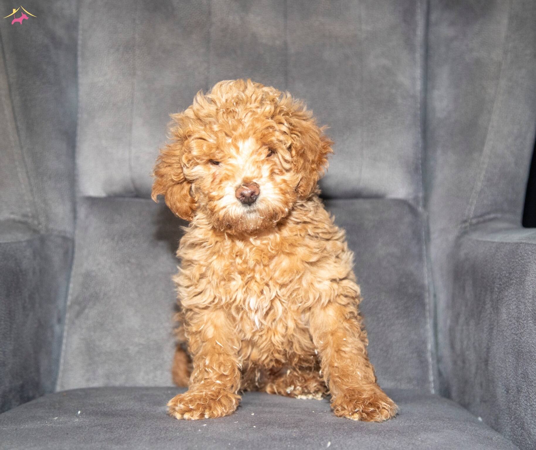 Poodle Güzelli̇ği̇nde Maltipoo Oğlumuzzz