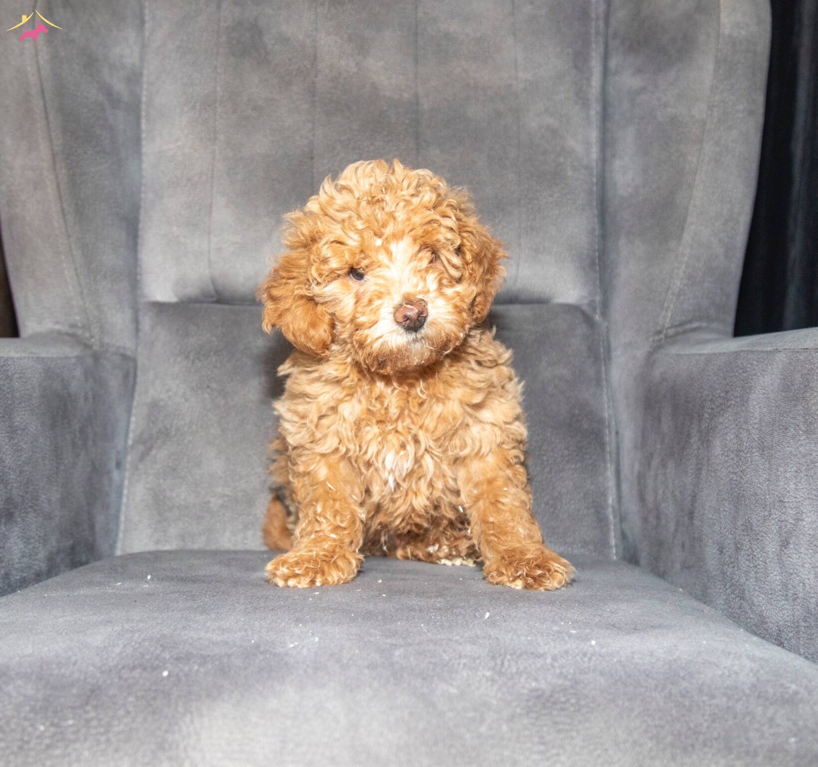 Poodle Güzelli̇ği̇nde Maltipoo Oğlumuzzz