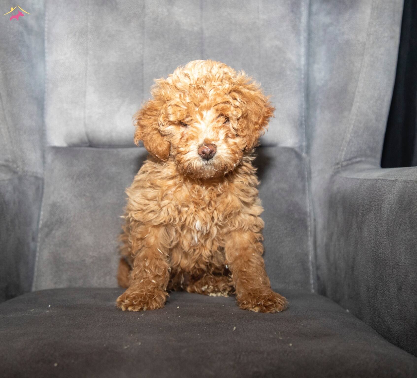 Poodle Güzelli̇ği̇nde Maltipoo Oğlumuzzz