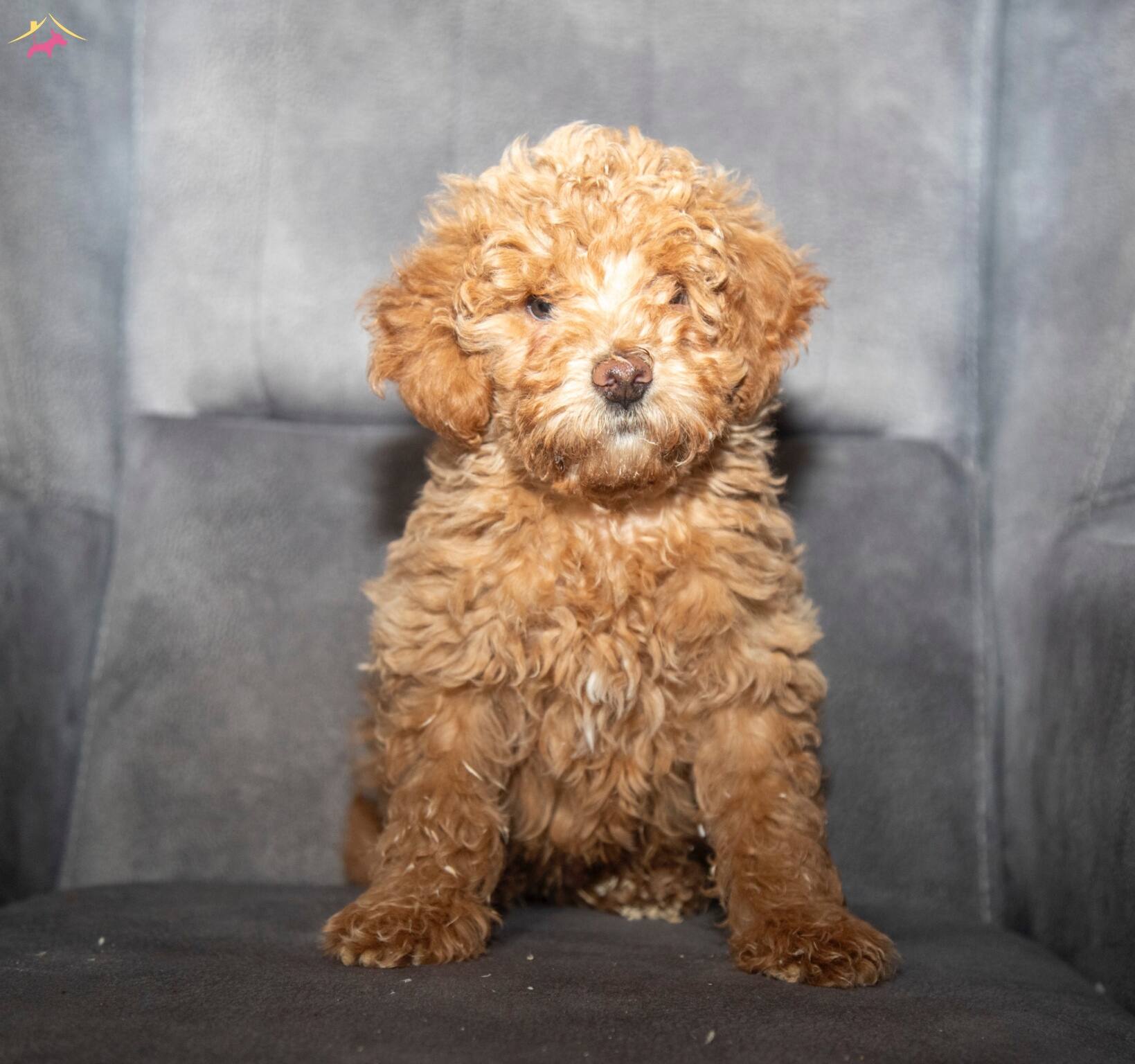 Poodle Güzelli̇ği̇nde Maltipoo Oğlumuzzz