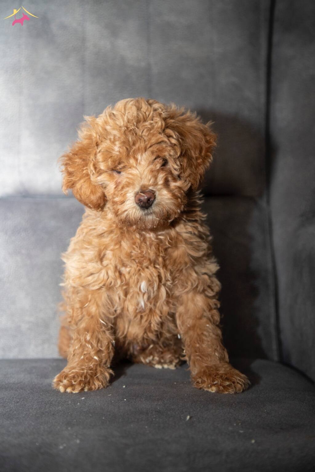 Poodle Güzelli̇ği̇nde Maltipoo Oğlumuzzz