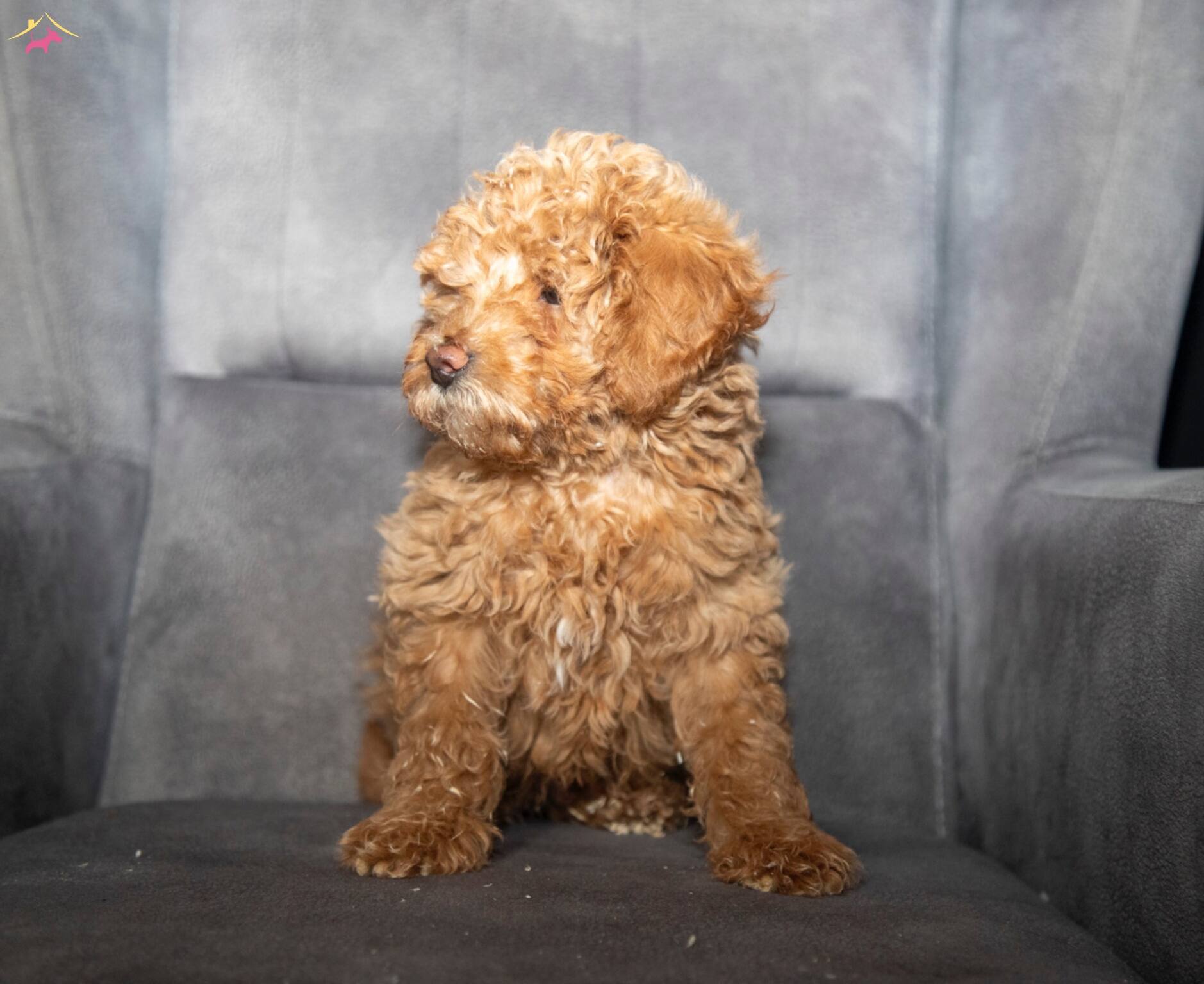 Poodle Güzelli̇ği̇nde Maltipoo Oğlumuzzz