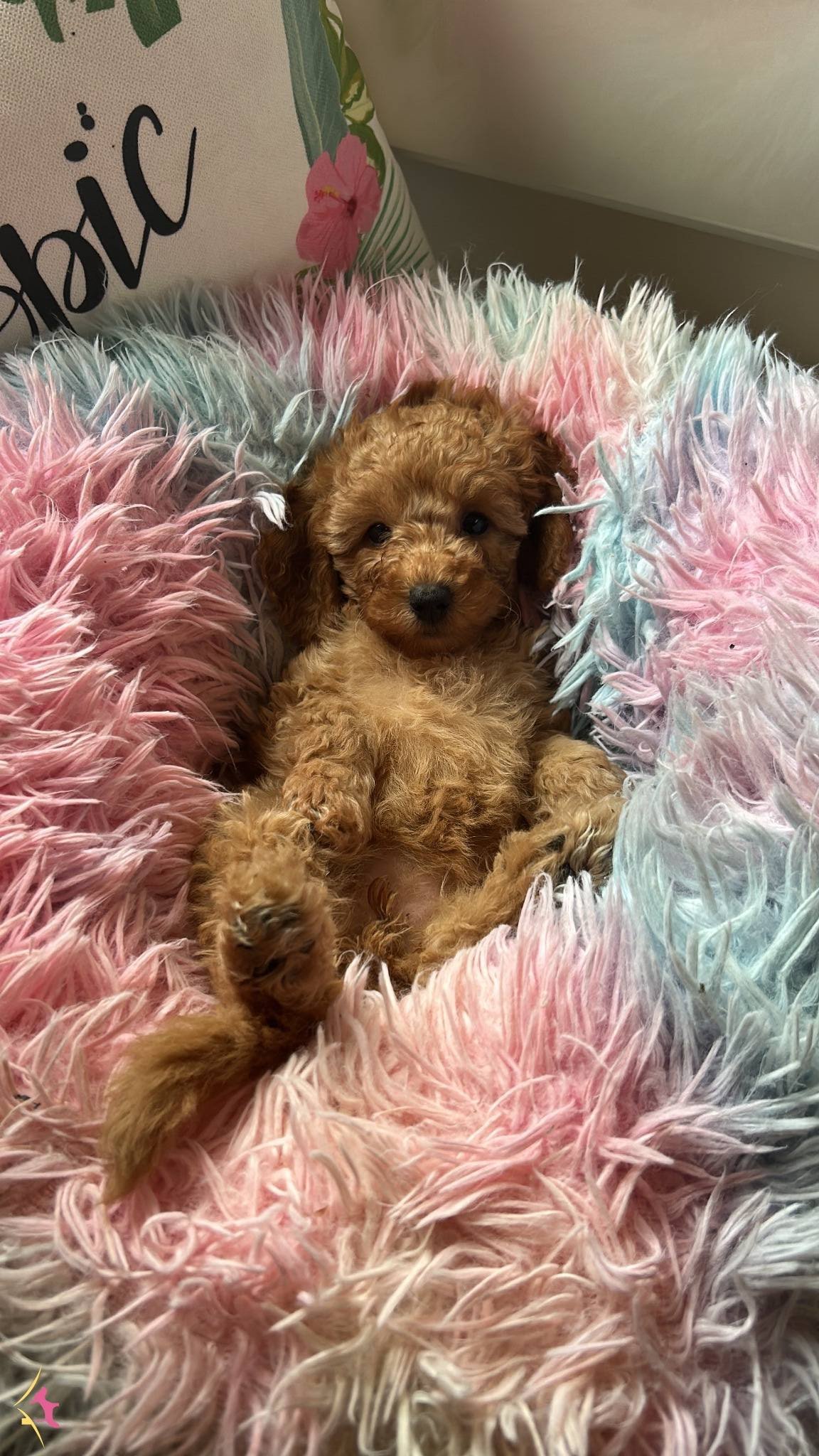 Ev Dogumu Toy Poodle Minyatür Poodle