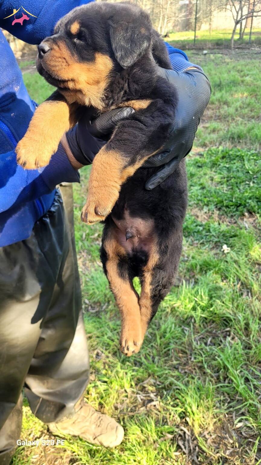 Orijinal A Kalite Safkan Rottweiler Reticiden