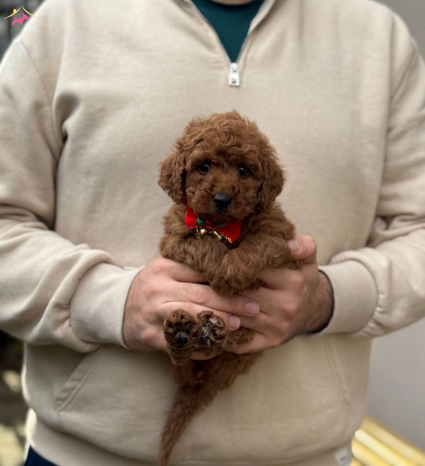 Red Brown Toy Poodle
