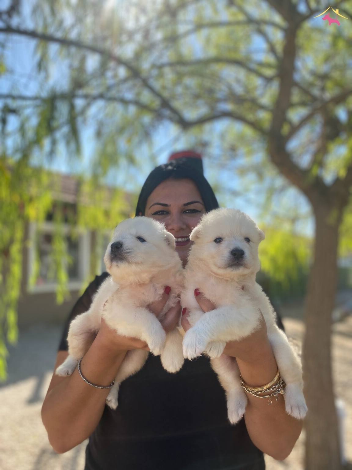 Pamuk Gibi Safkan Samoyed Yavrularım