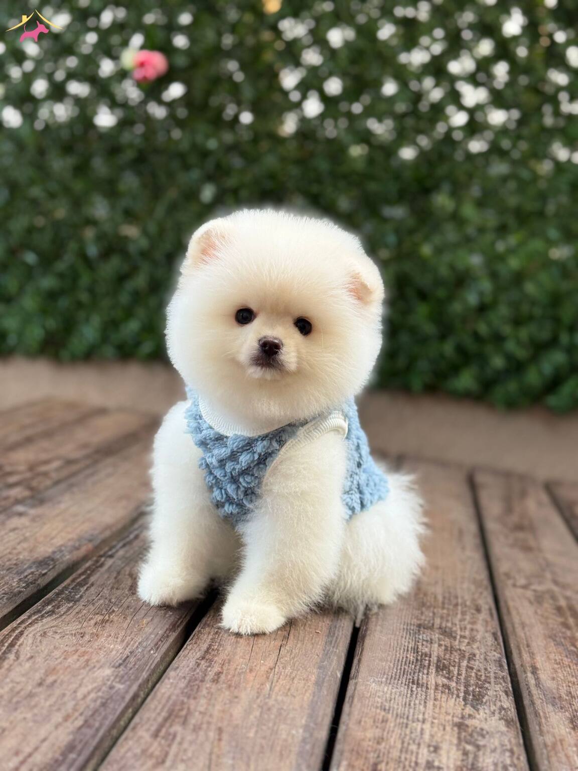 Sevimli Pomeranian Boo Yavrular