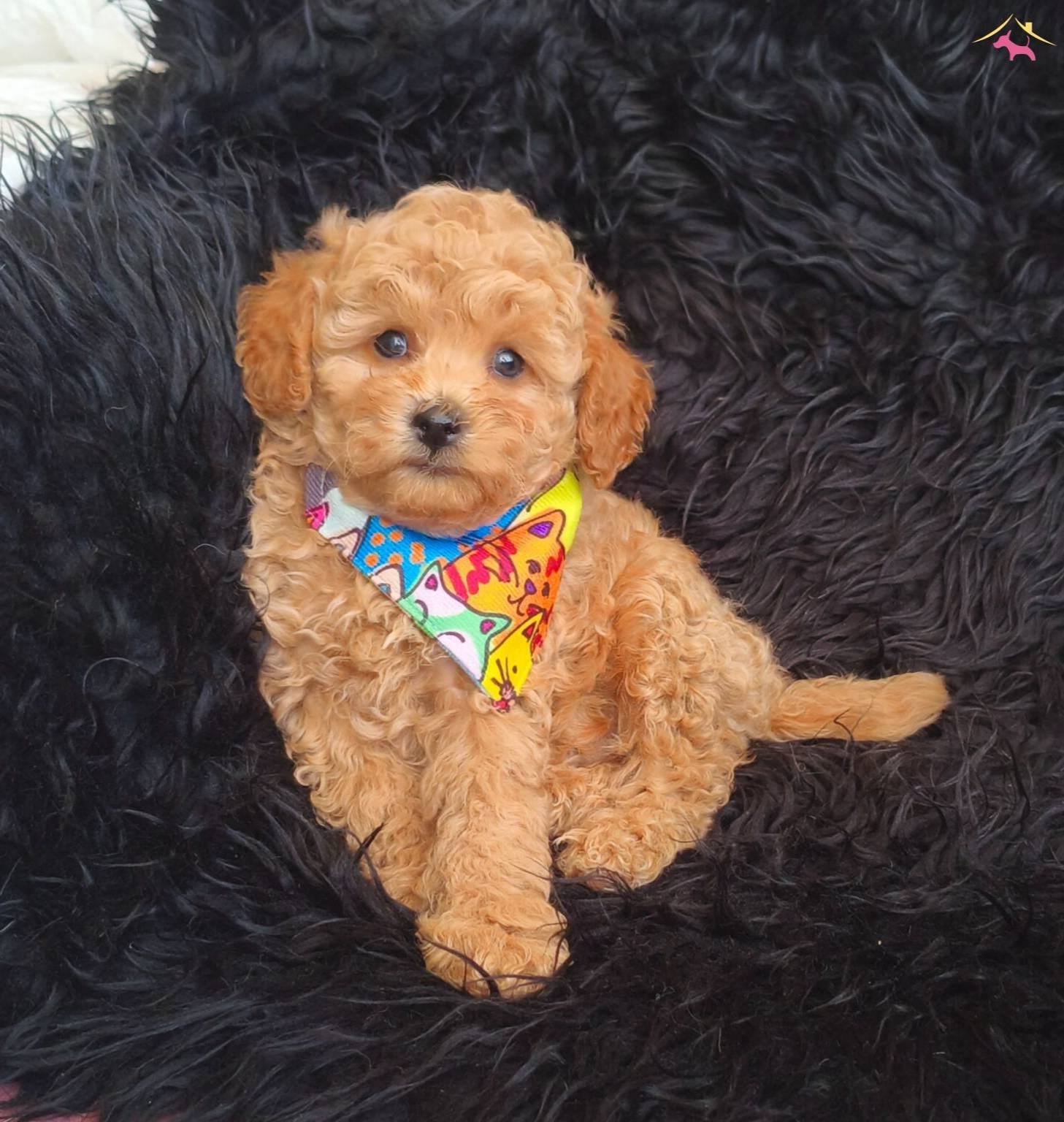 Disi Erkek Toy Poodle Bebekler
