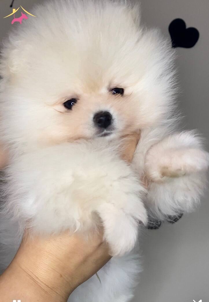 Gerçek Pomeranianboo Isteyenler