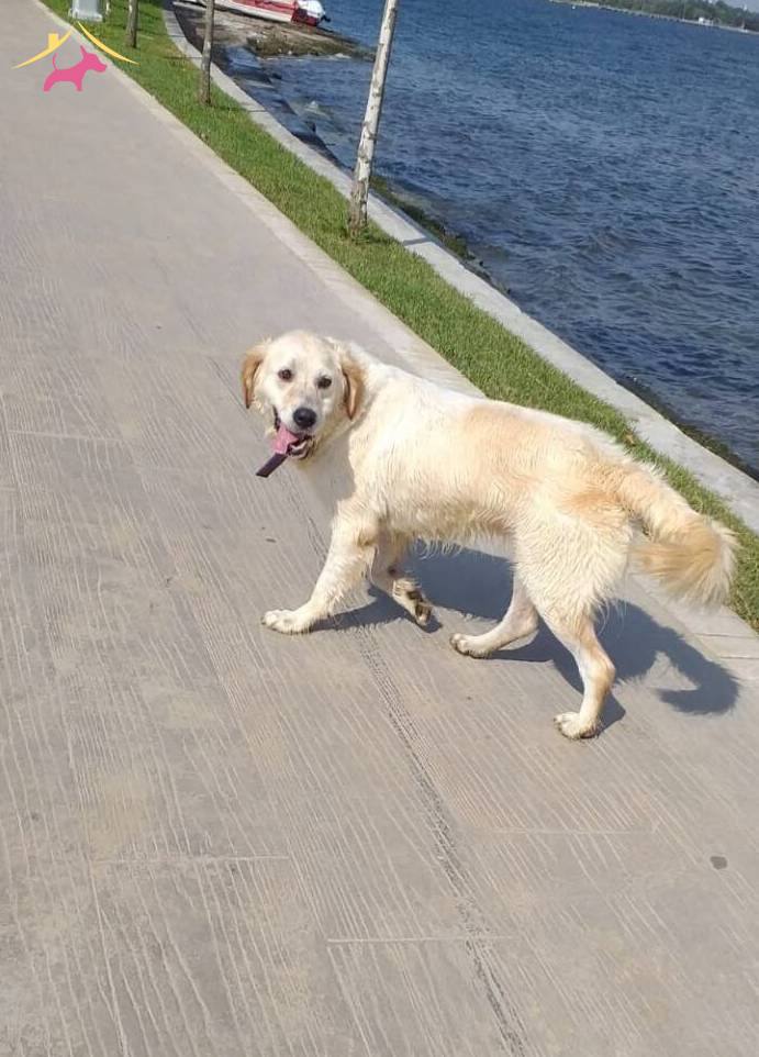 Golden Beyaz Ve Yavrusu