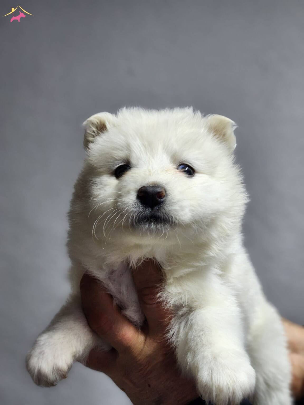Ayı Surat Samoyed Bebeklerimiz