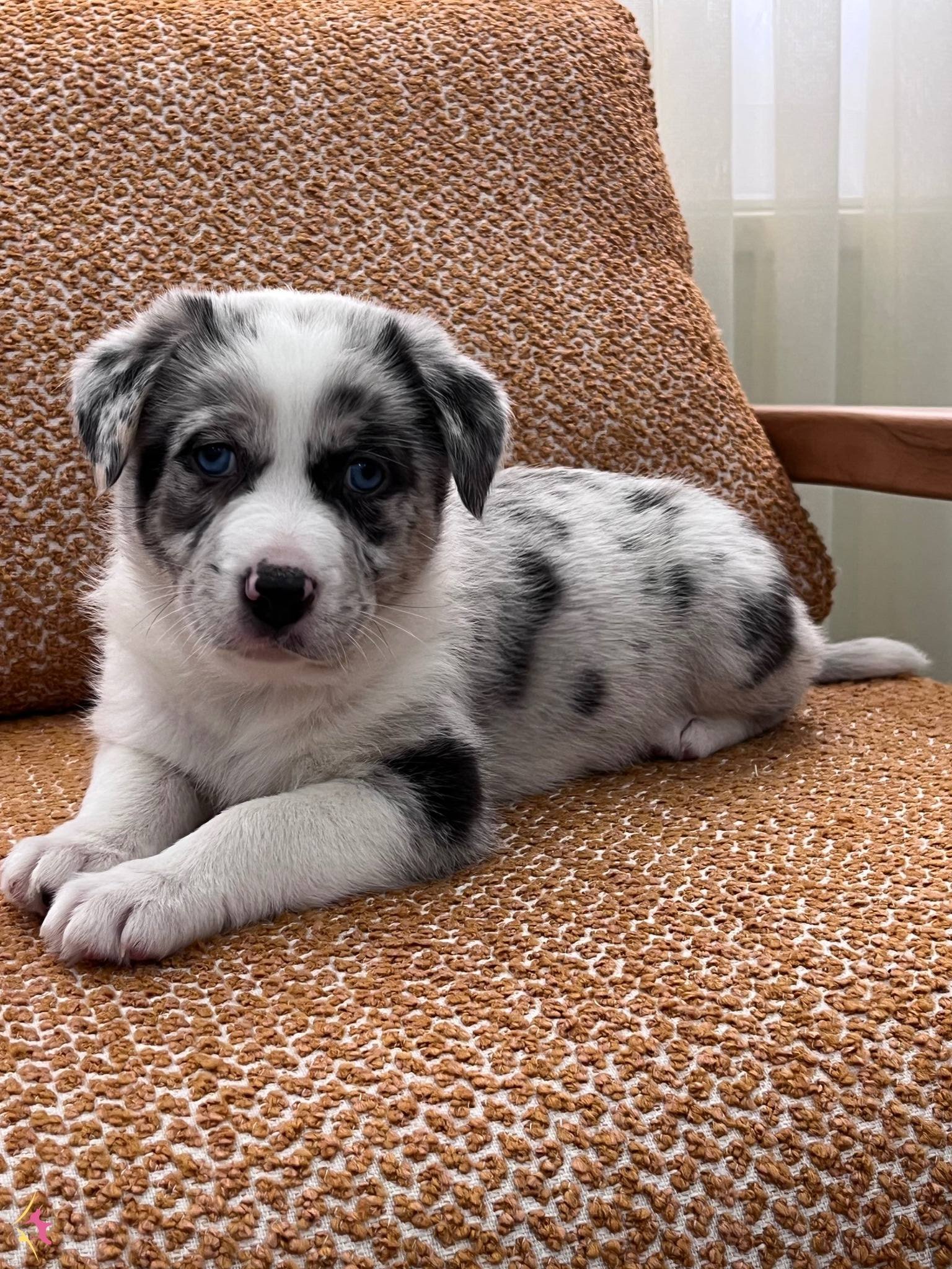 Birbirinden Akıllı Border Collie Yavrularımız