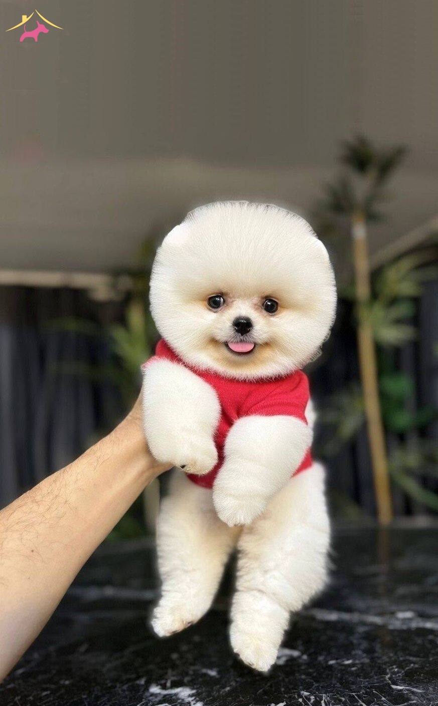 Ayı Yavrusu Degil Pomeranian Boo
