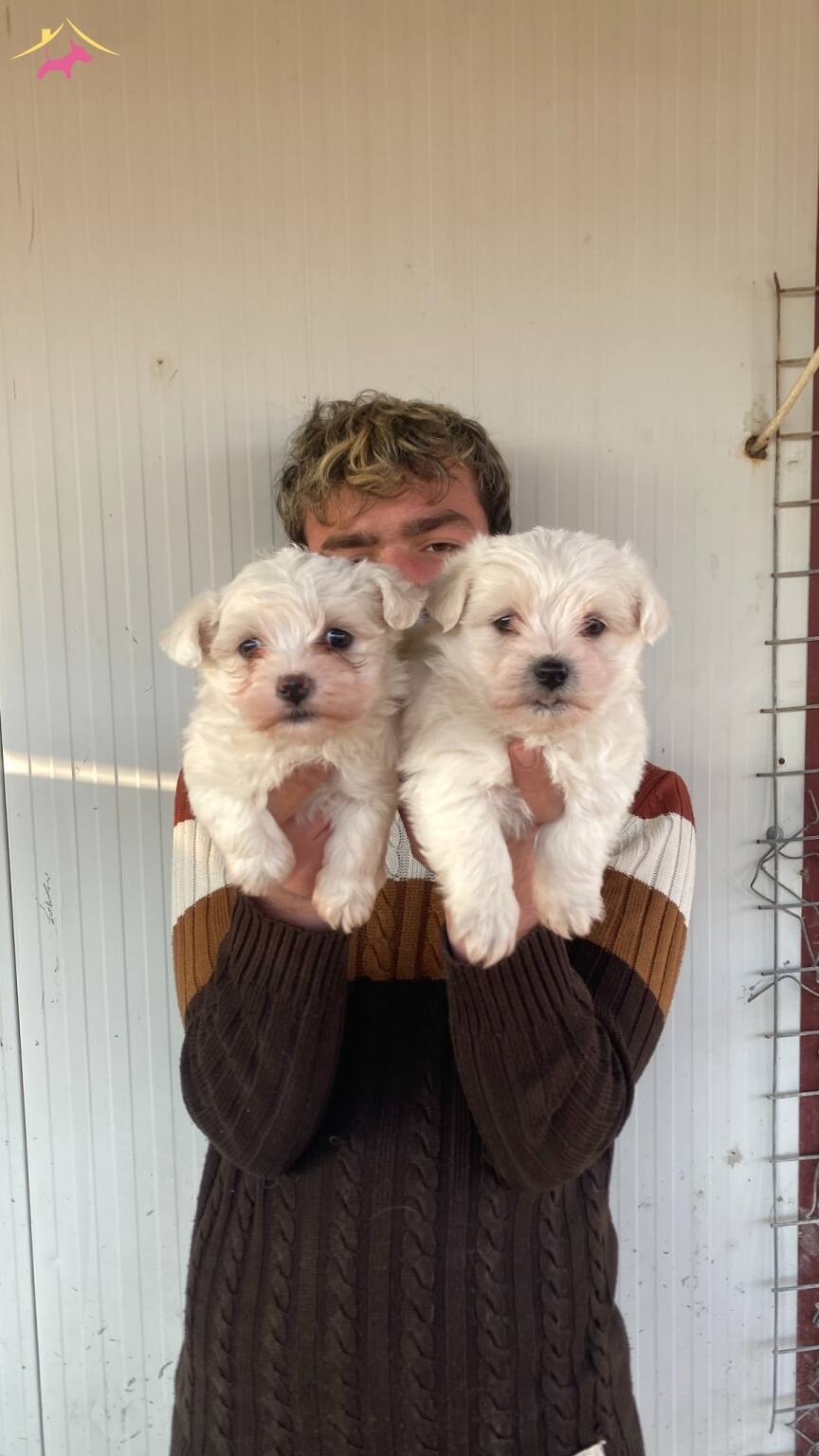 Orjinal Beyaz Maltese Terrier Yavrularımiz