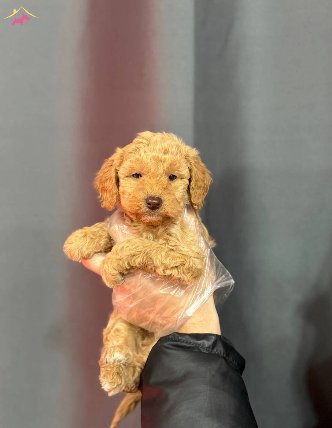 Renkli Gozlu Maltipoo Bebeklerimiz