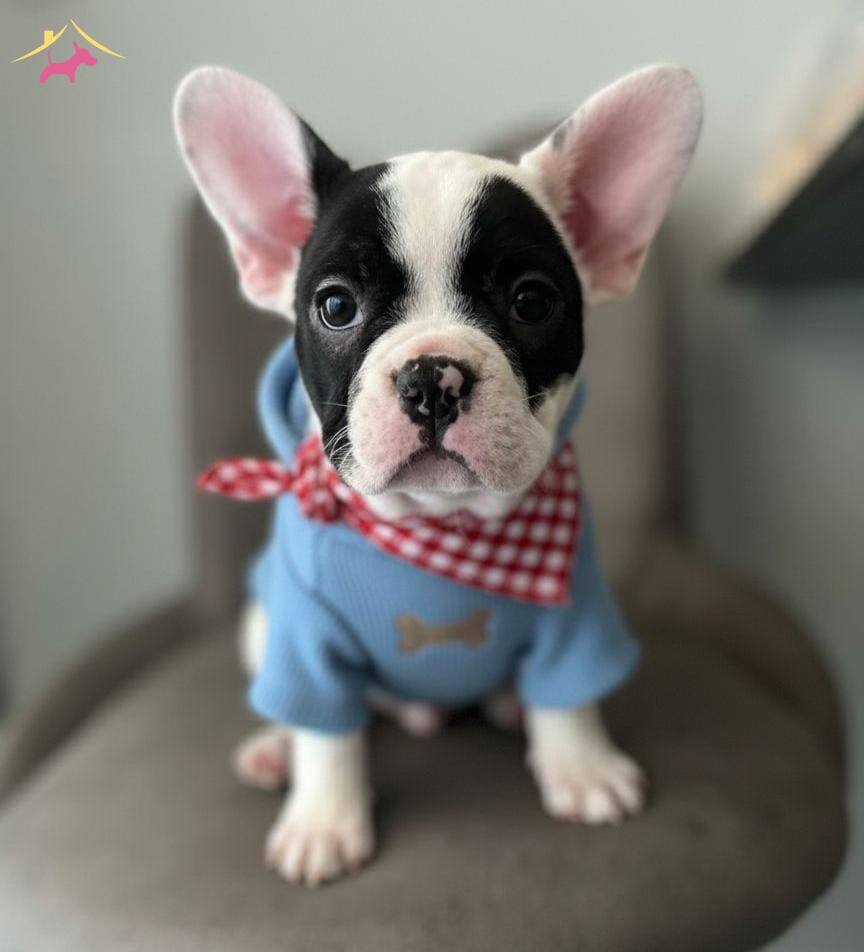 Fransiz Buldog Bebekler