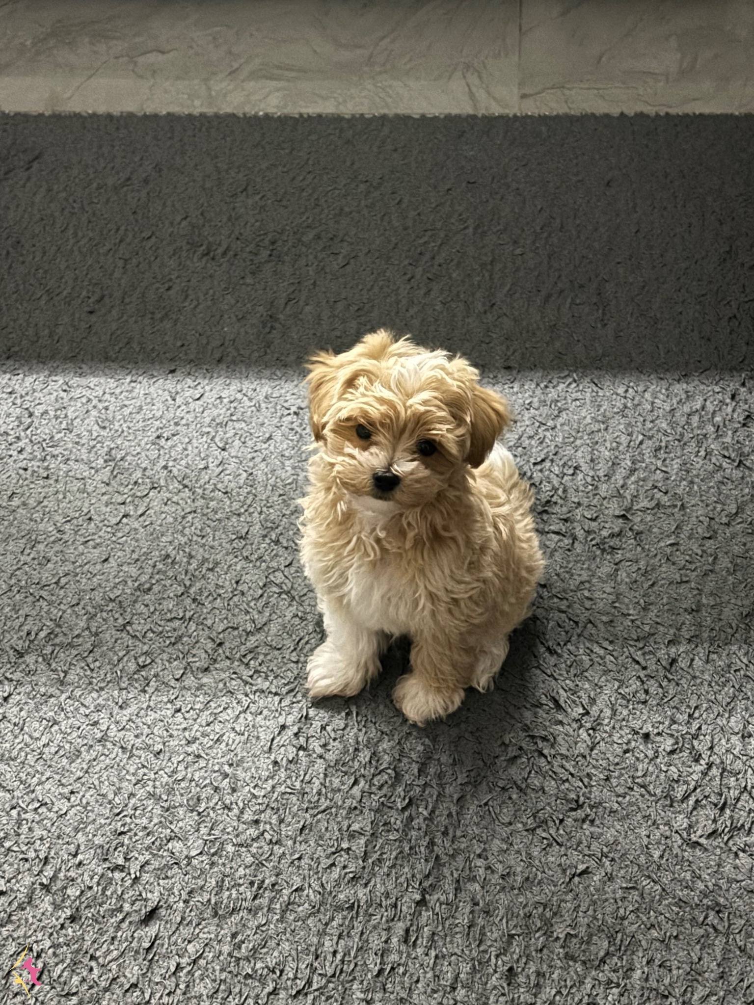 Orjinal Kore Maltipoo