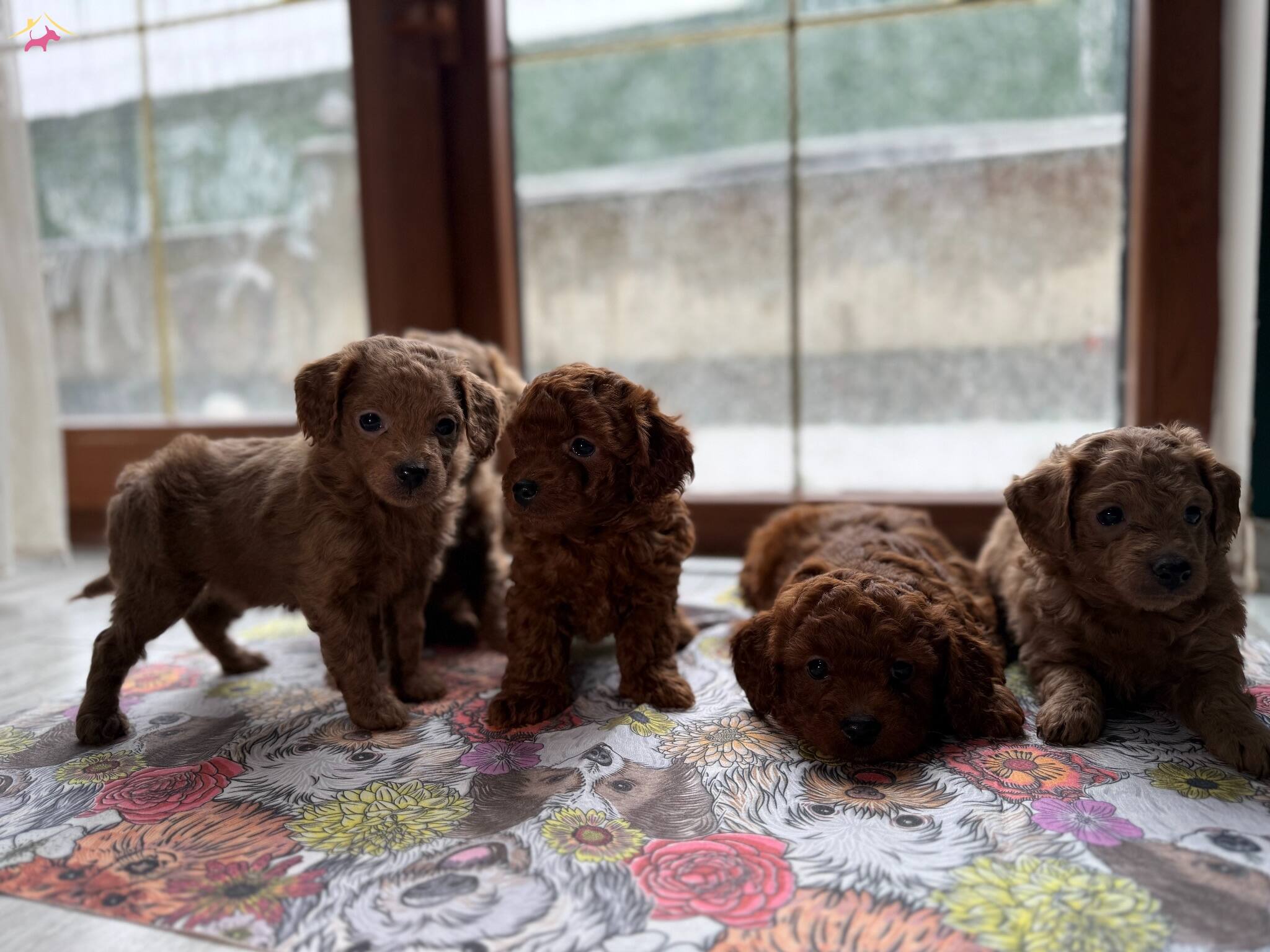 Kusursuz Toy Poodle Yavrularımız Yeni Yuvalarını Arıyorlar