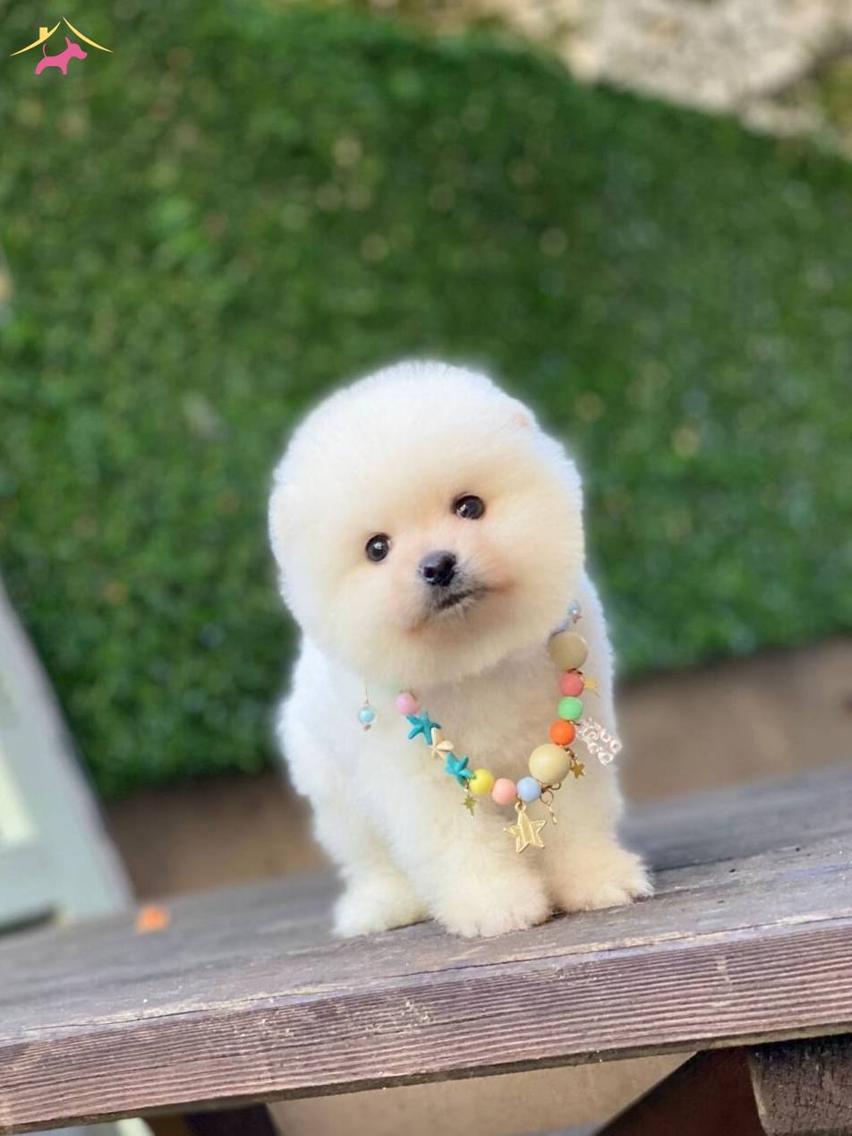 Ayıcık Surat Pomeranian Boo Yavrular