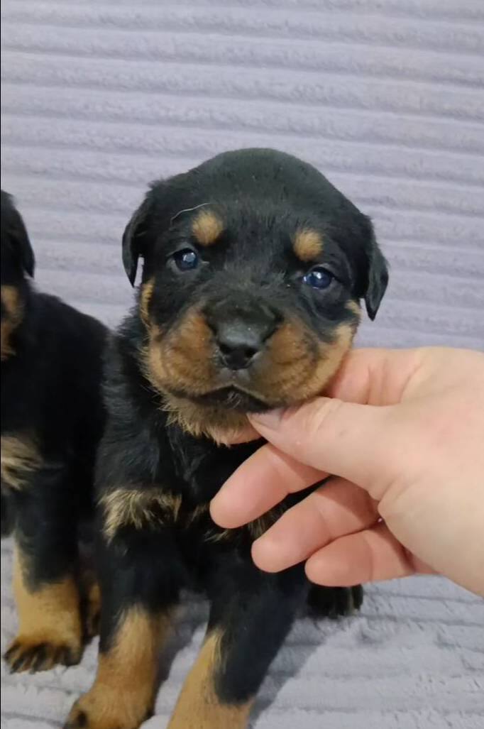 A Plus Kalite Macar Kafa Rotweiller Bebekler