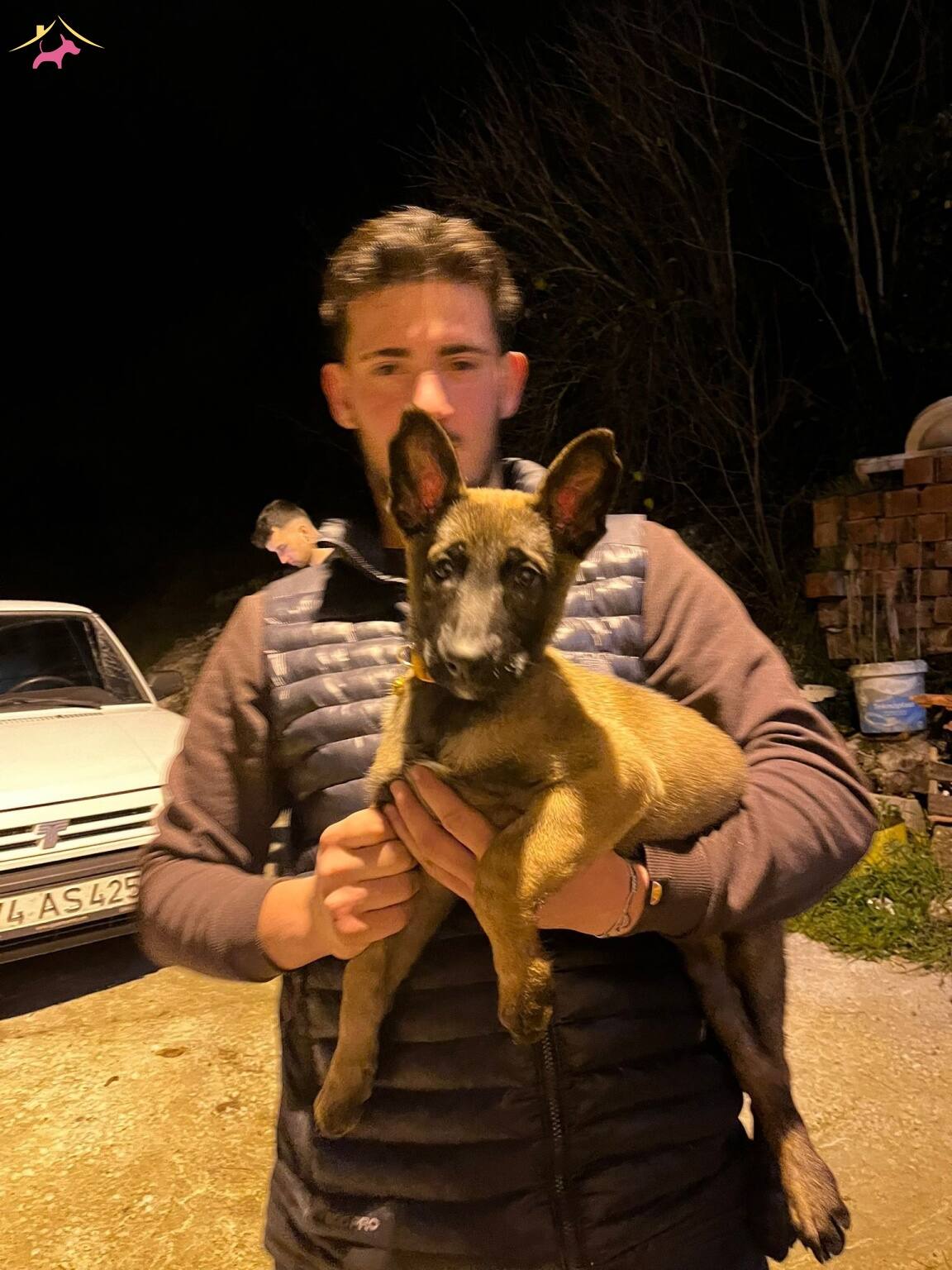 3 Aylık Belcika Kurdu